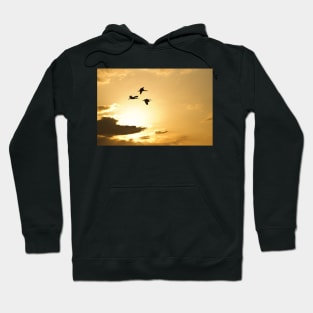 Flight of the Ibis Hoodie